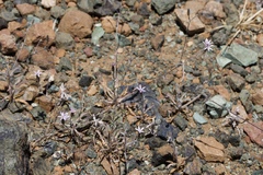 Lessingia micradenia micradenia