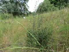 Brachypodium phoenicoides