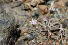 Lessingia micradenia micradenia