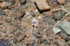 Lessingia micradenia micradenia
