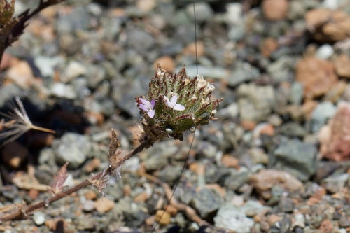 Image of Navarretia rosulata by (c) Arvel Hernandez, some rights reserved (CC BY-SA)