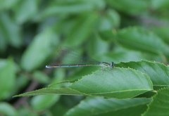 Enallagma exsulans