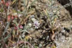Lessingia micradenia micradenia