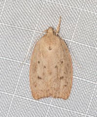 Prionocris protoxantha
