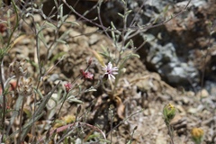Lessingia micradenia micradenia