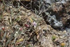 Lessingia micradenia micradenia