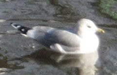 Larus canus