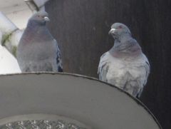 Columba livia domestica