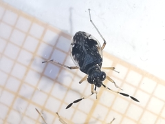 Chartoscirta cocksii