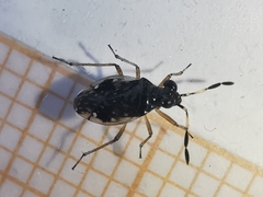 Chartoscirta cocksii