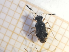 Chartoscirta cocksii