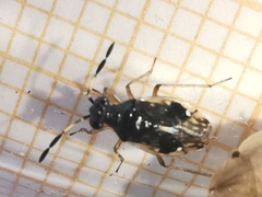 Chartoscirta cocksii