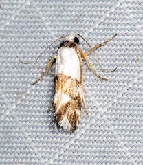 Zaphanaula hemileuca