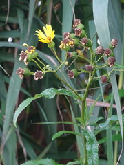Jacobaea paludosa paludosa