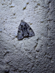 Acronicta strigosa