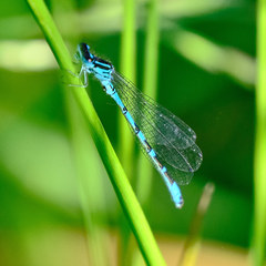Coenagrion ornatum