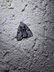 Acronicta strigosa