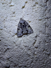 Acronicta strigosa