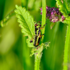 Micropodisma salamandra