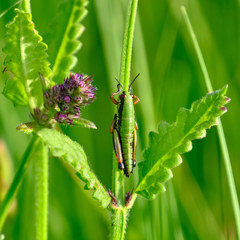 Micropodisma salamandra