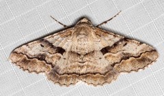 Gastrinodes bitaeniaria