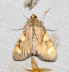 Rehimena infundibulalis