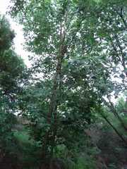 Platanus rzedowskii