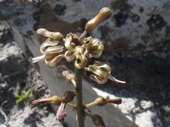Drimia elata