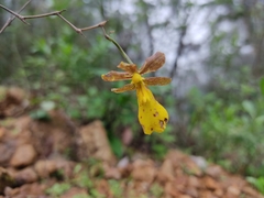 Oncidium graminifolium