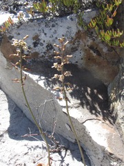 Drimia elata
