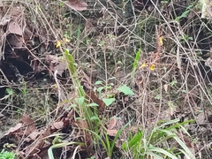 Oncidium graminifolium