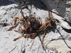 Drimia elata