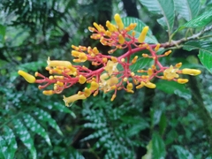 Palicourea padifolia