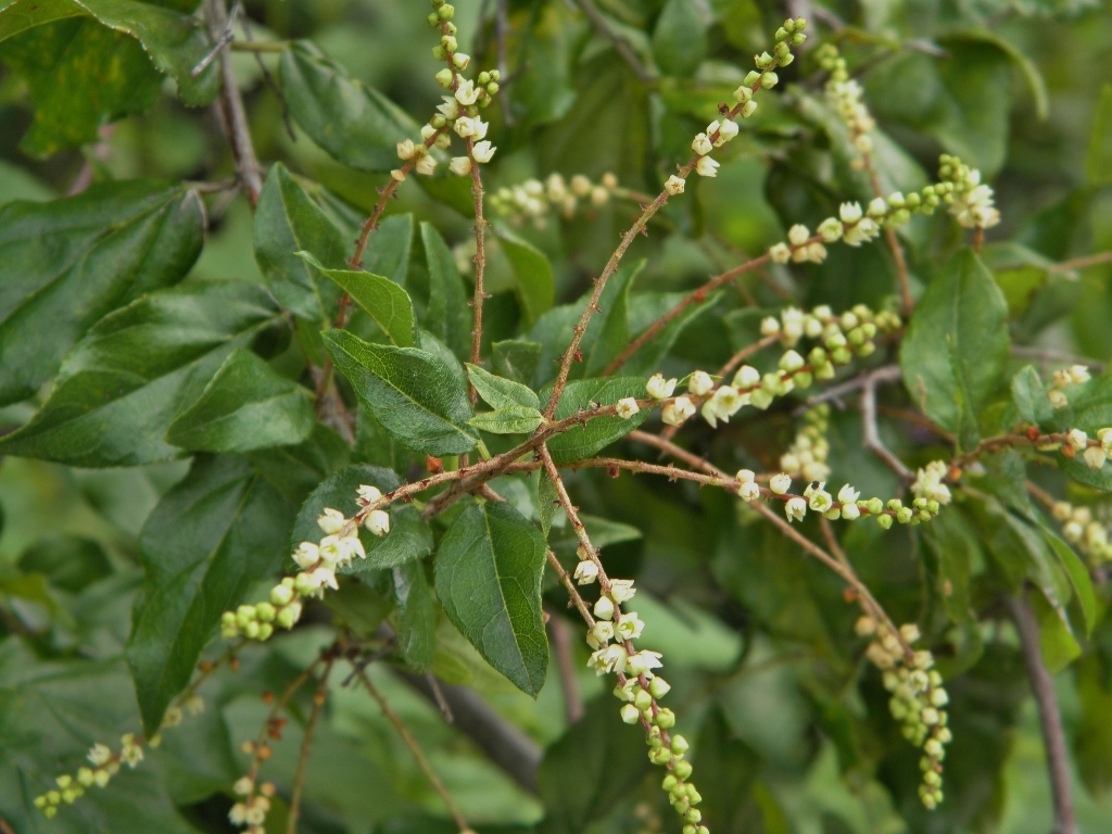 Smallflower Mock Buckthorn (MatBio: TREES & SHRUBS - Matanzas ...