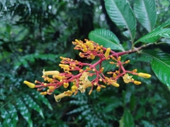 Palicourea padifolia