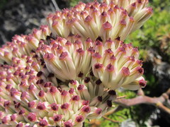 Annesorhiza macrocarpa