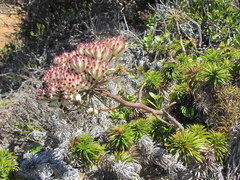 Annesorhiza macrocarpa