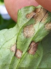 Cercospora violae