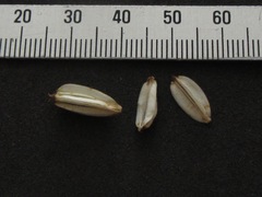 Annesorhiza macrocarpa