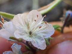 Phacelia pringlei