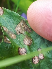 Cercospora violae