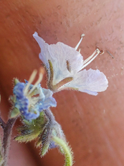 Phacelia pringlei