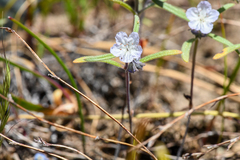 Phacelia pringlei