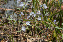 Phacelia pringlei