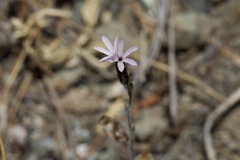 Lessingia micradenia micradenia