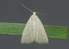 Macrochilo cribrumalis