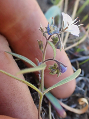Phacelia pringlei