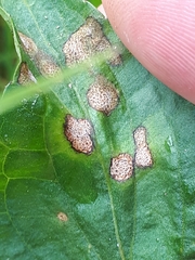Cercospora violae