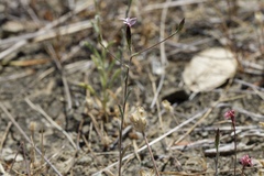Lessingia micradenia micradenia