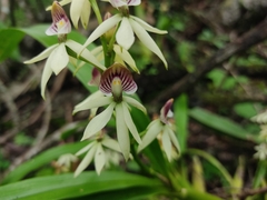 Prosthechea trulla